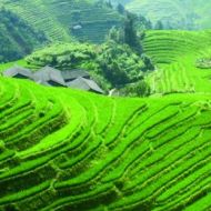L'expertise française du bio en Chine L'expertise française du bio en Chine