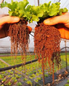 influence-de-la-biodynamie-en-agriculture-5