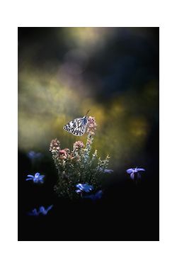 Farandole de Broceliande - copie