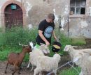 Une-Ferme-a-la-Bassette-Accueil-de-groupe-et-scolaire-Activite-Nourrissage-1