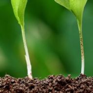 Opération spéciale reforestation avec Schroll et ses partenaires Opération spéciale reforestation avec Schroll et ses partenaires